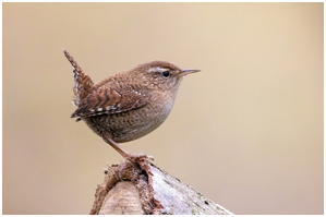 Café Curieux de Nature Chants d’oiseaux dimanche 23 Avril Forêt de Cerisy