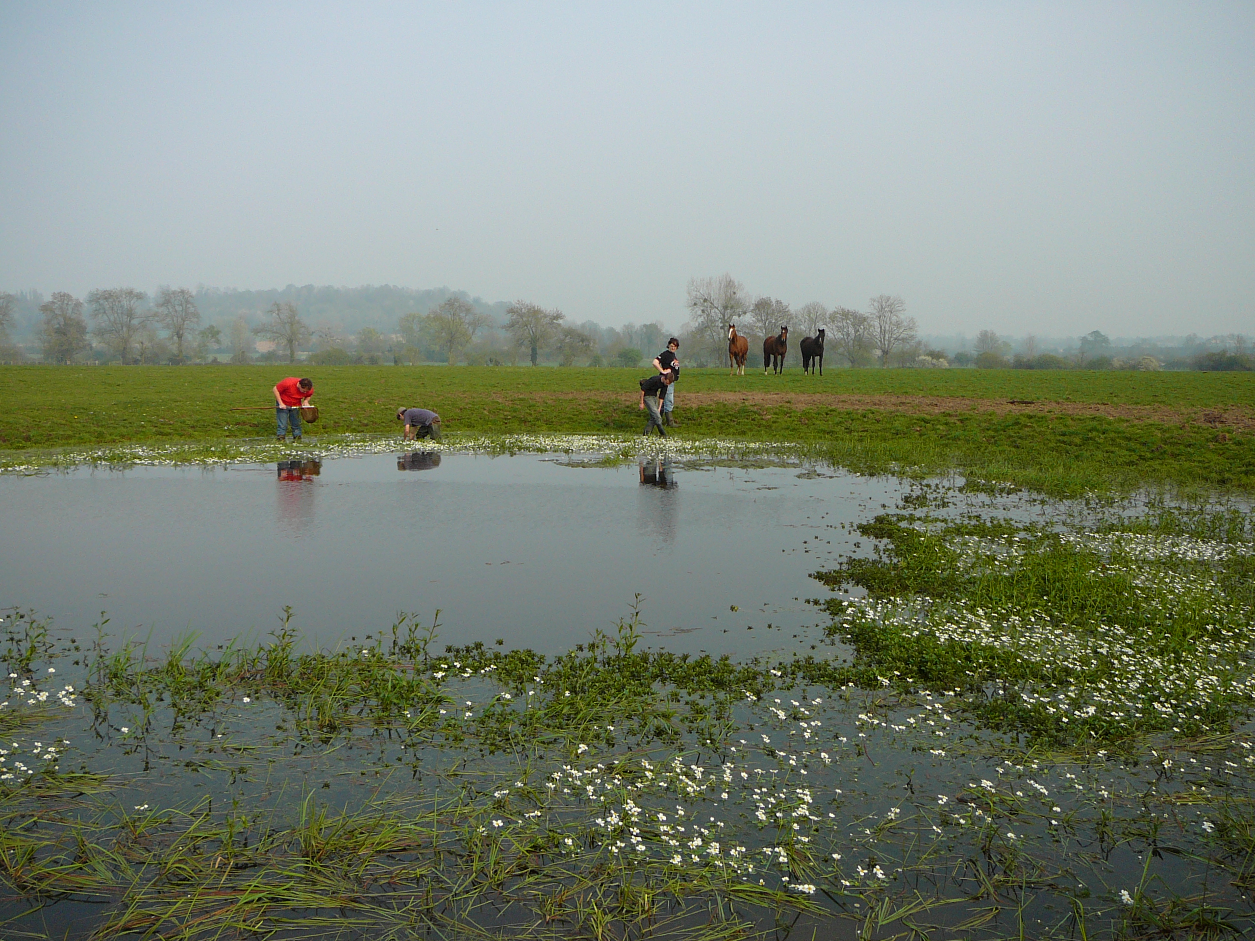 Com’Nat « Amphibiens » à Sées (61) (2007)