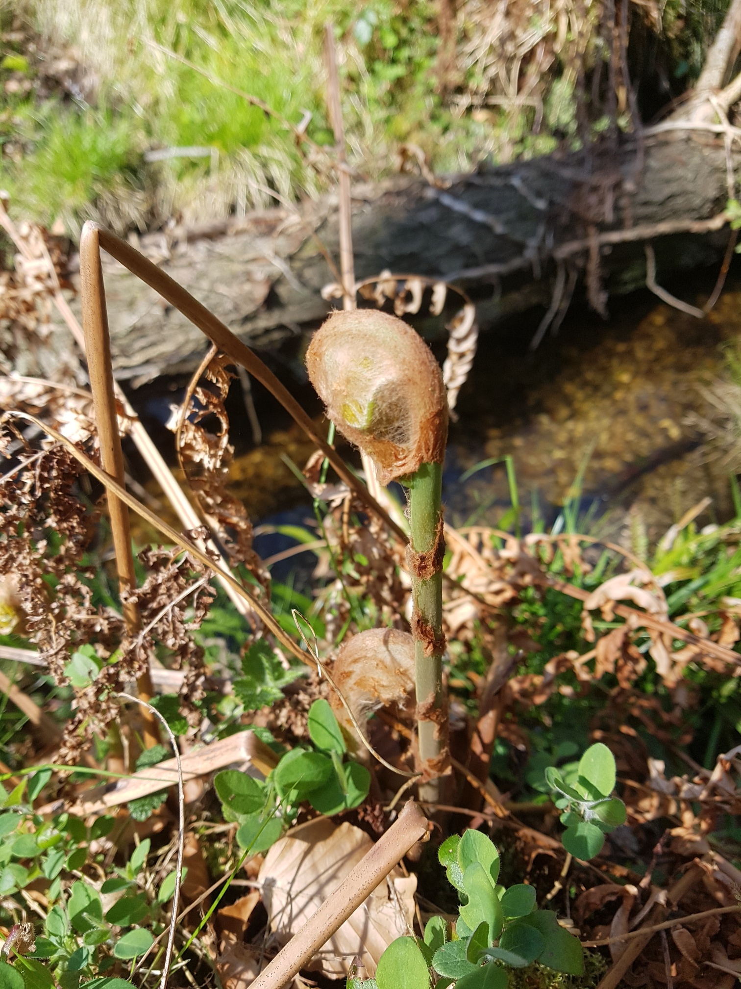 2ème inventaire botanique (et plus…) en Forêt de Cerisy-La-Forêt. Mercredi 9 avril 2025